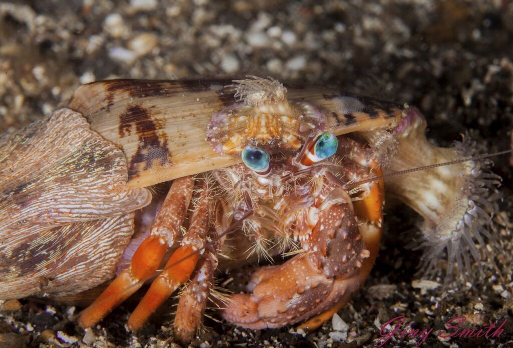 Hermit Crab