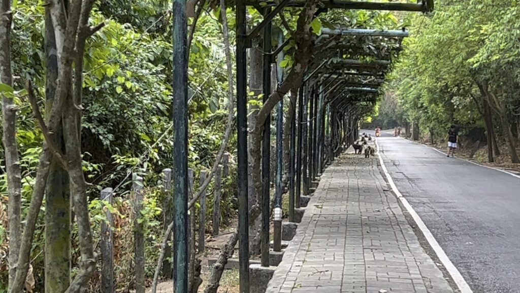 The Steep Walk up Monkey Hill in Thailand