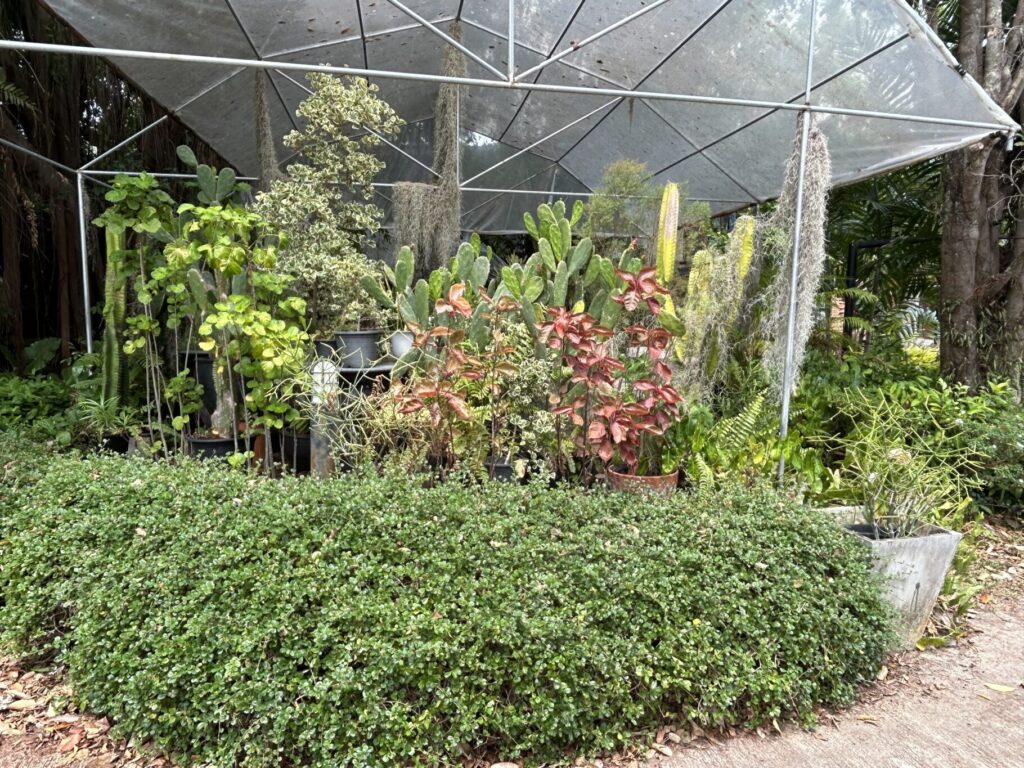 Phuket Botanic Garden Succulent Display