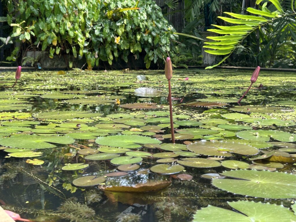 Phuket Botanic Garden Water Lilies