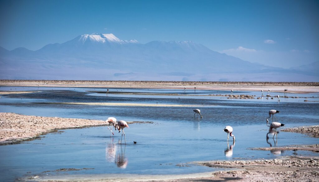 Flamingos eating brine shrimp in Laguna Chaxa with volcano in the distance