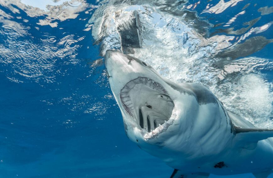 scary shark opening mouth in water