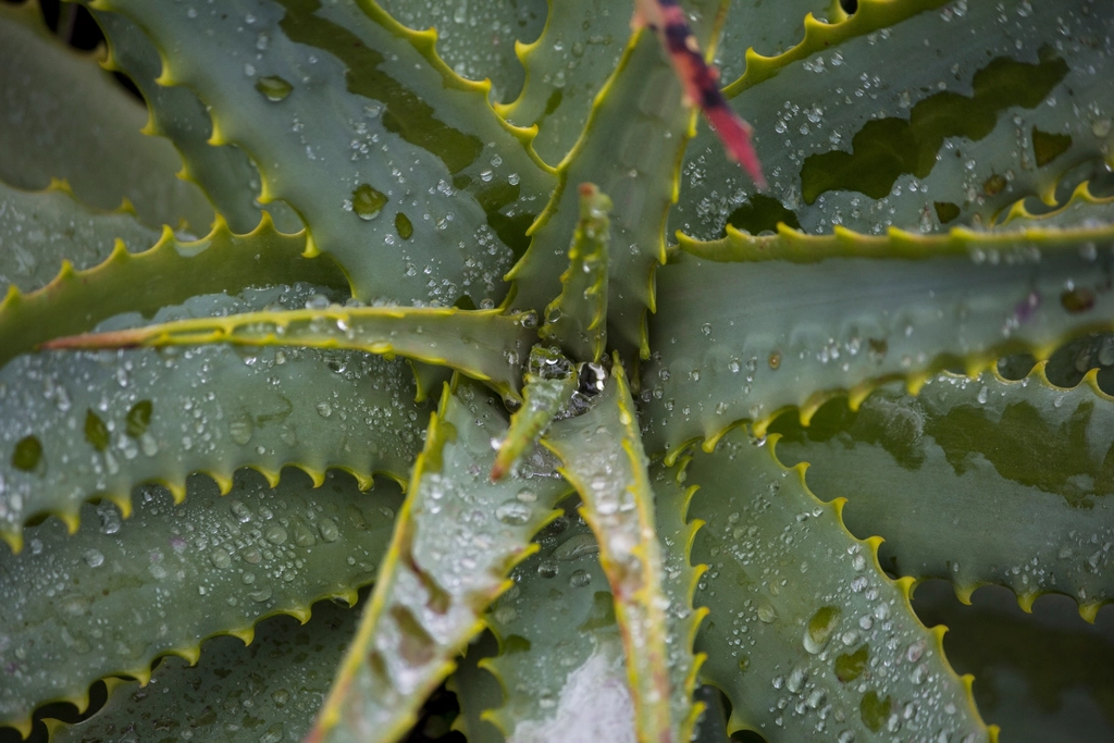 Waterdrop aloe vera