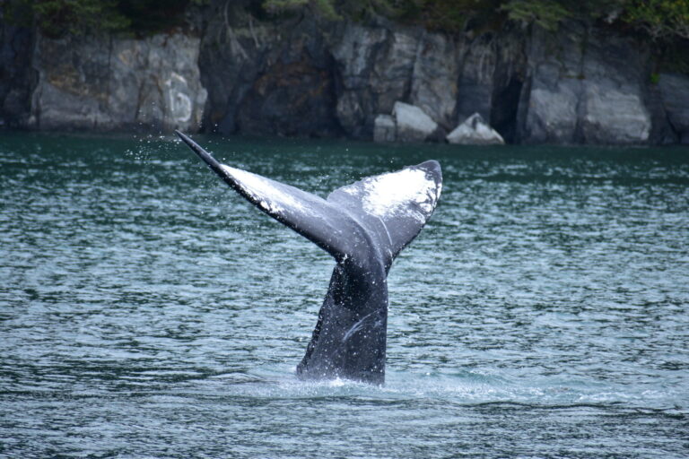 A New Kind of Alaska Cruise Debut