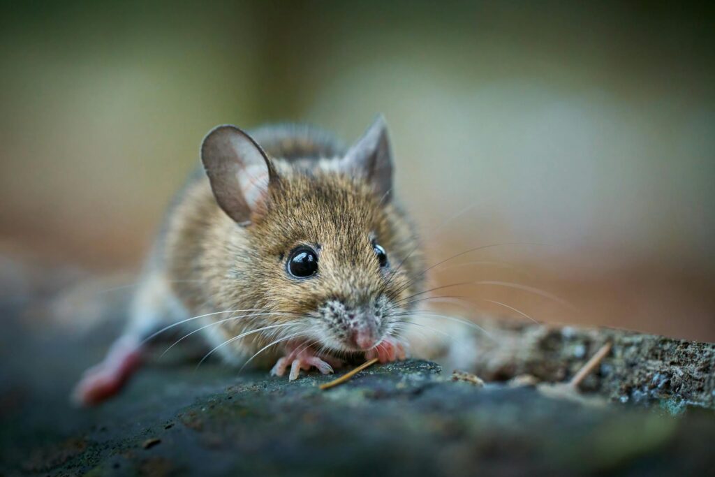 Adorable forest mouse captured close-up, showcasing whiskers and fur details in a natural setting.