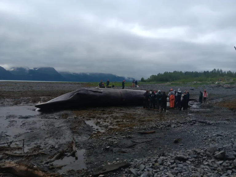 Passengers Stunned as Cruise Ship Arrives Carrying Dead Whale