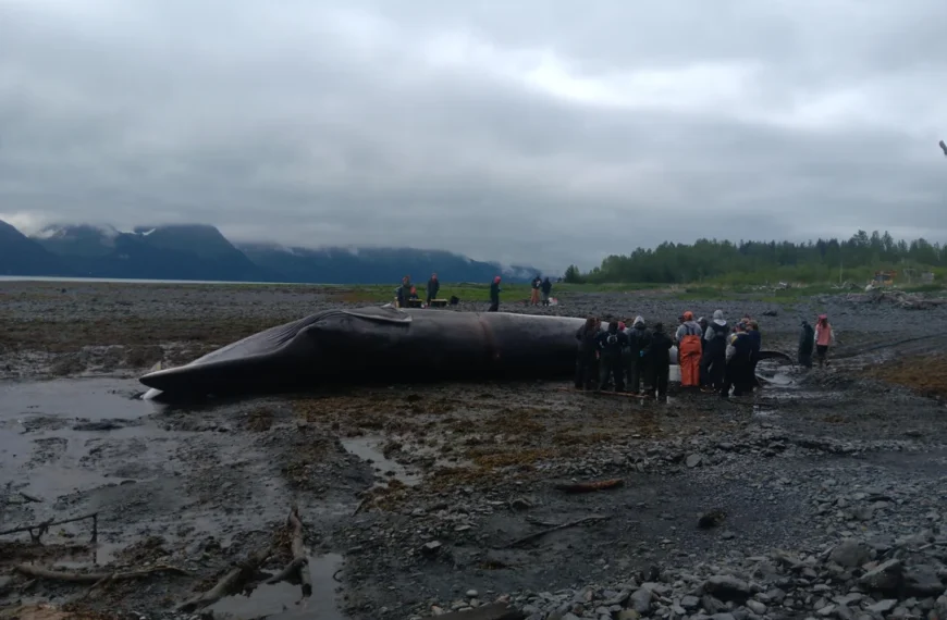 Passengers Stunned as Cruise Ship Arrives Carrying Dead Whale