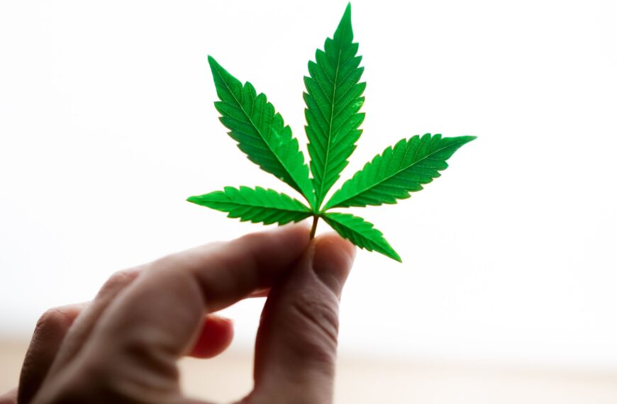 A detailed view of a hand holding a vibrant green cannabis leaf on a bright white background.