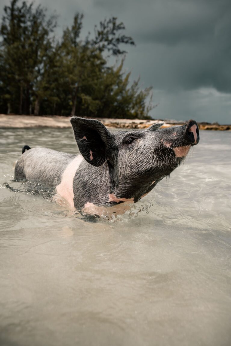Adorable pig enjoying a swim in the crystal clear waters of the Bahamas.