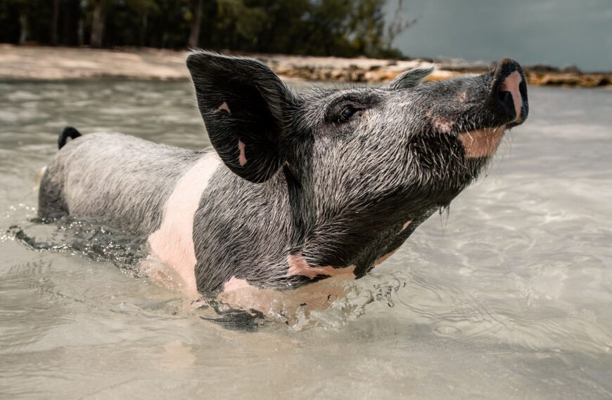 Adorable pig enjoying a swim in the crystal clear waters of the Bahamas.