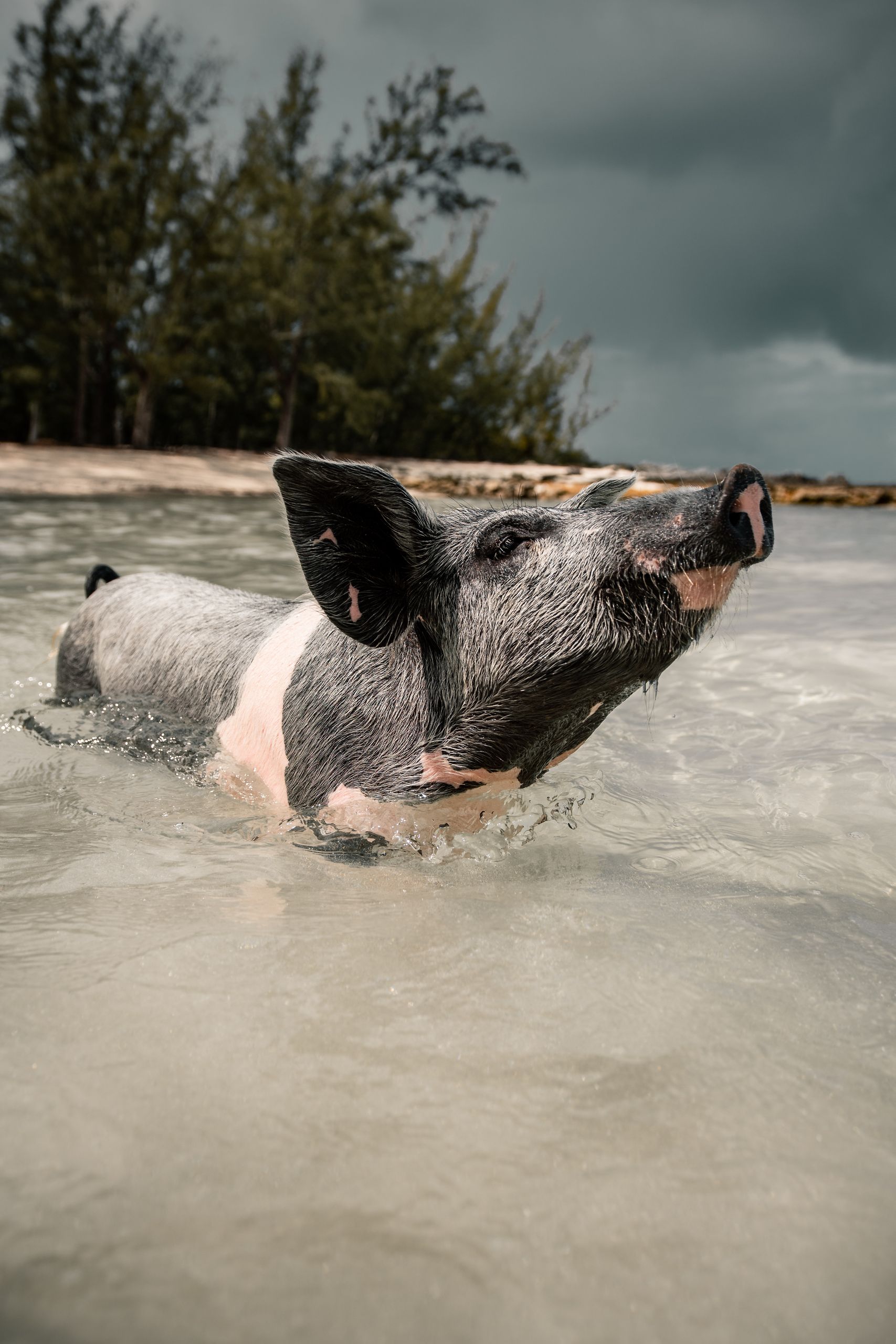 Adorable pig enjoying a swim in the crystal clear waters of the Bahamas.