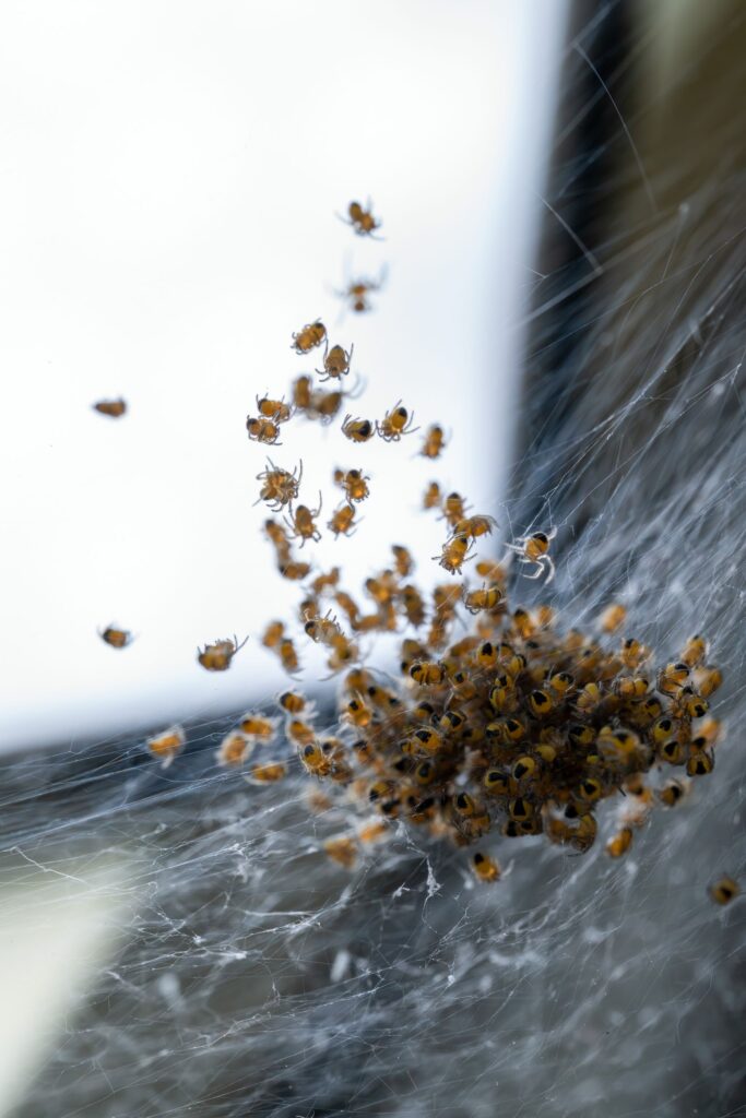 Close-up macro image of numerous baby spiders clustered within their web, showcasing nature's fascinating details.